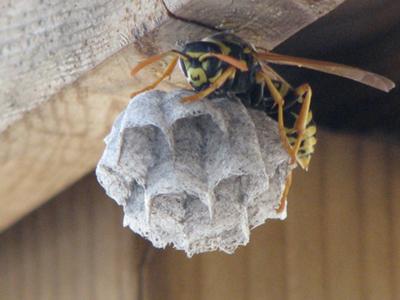 A Bee Hive