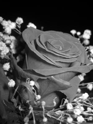 Black and White Rose. by Sheba (Toronto, Ontario, Canada)