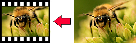 photo showing a comparison of true macro photography against a 35mm frame of film