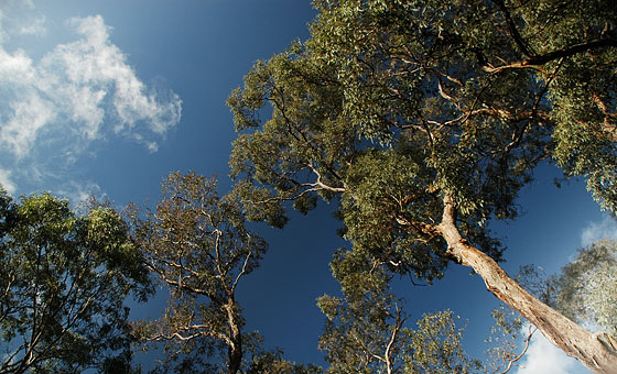 Downside of using circular polarizing filters in photography - banding of sky