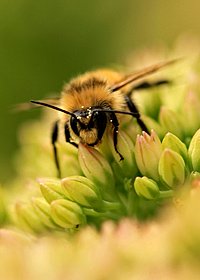 Macro photo of a bee photo showing an example of macro photography