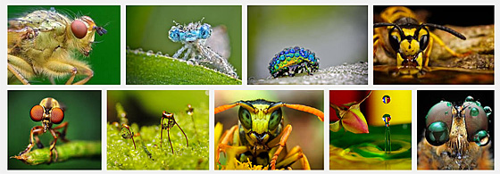 macro images