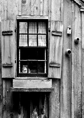 Cat in the Window