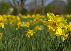 picture of daffodil flowers