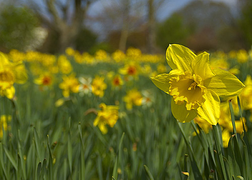 picture of a daffodil, set against a field of daffodils