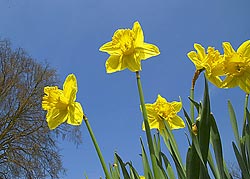 creative photo of daffodils taken from below looking up