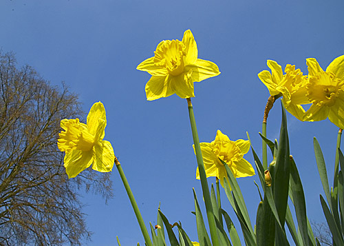 picture of a daffodil, set against a field of daffodils