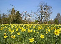 picture of a field of daffodils