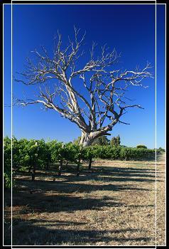Dead tree @ Winery
