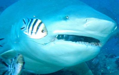 Shark Diving in Fiji