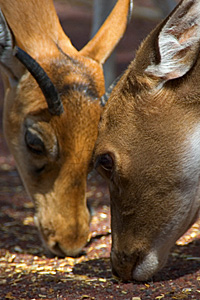 deer feeding