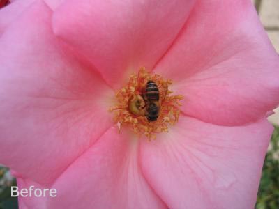 Flower and bee - digital photography tutorials example image