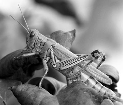 A very cooperative grasshopper