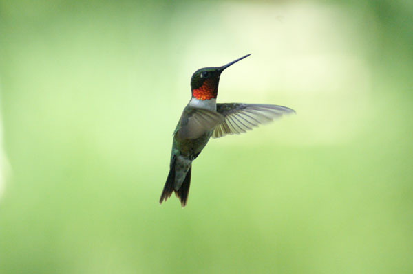 hummingbird in flight