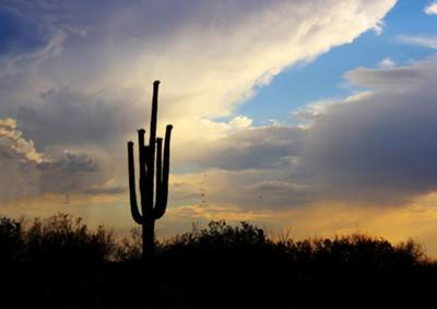 Photograph of lone saguaro - submitted to digital-photography-tips.net by Doug Weber