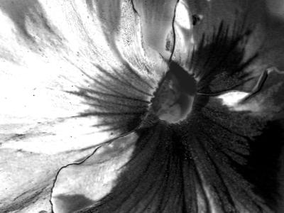 Pansy Face