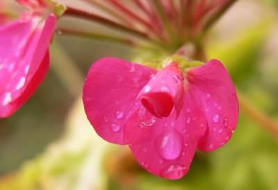 Pink Flower with Droplet