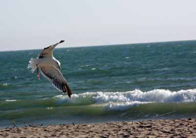 Photograph of seagull - submitted to digital-photography-tips.net by Sandra Hayes