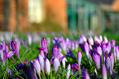 picture of spring flowers