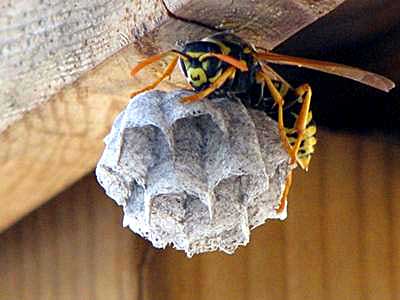 picture of a wasp showing how image editing software can improve photos from digital cameras