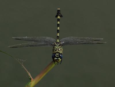 A dragonfly came by to visit