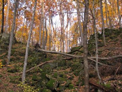 The brilliance of the yellow leaves and the green moss just draws you in.