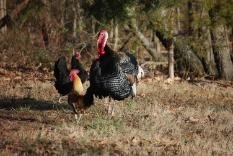 Birds of a Feather..