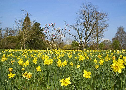 picture of a daffodil, set against a field of daffodils