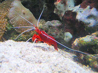Go for slow moving sea life!