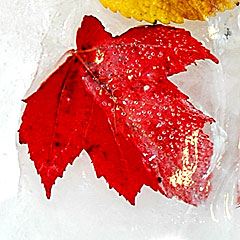 another autumn photo idea - frozen leaf