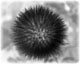 Dandelion thumbnail