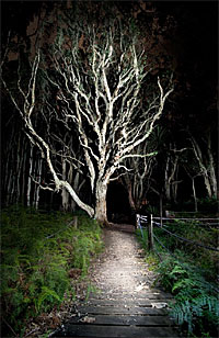 painting with light - illuminated tree