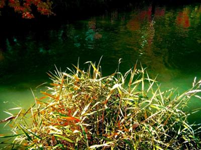 An October sunset reflects colors into the trees onto this pool of cool water.