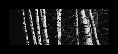 Silver Birch