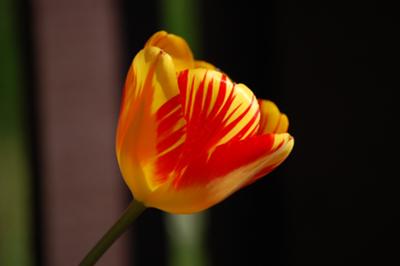 Tulip