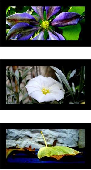 flower montage - digital photography tips