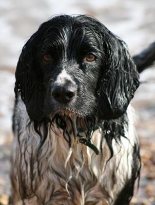 Photograph of a wet dog - submitted to digital-photography-tips.net by Steve