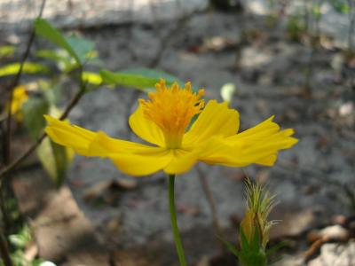 Yellow flower